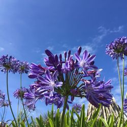 Close-up of purple flowers