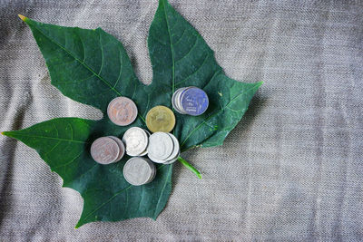 High angle view of coins on leaves