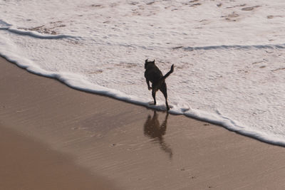 Dog running on sand at beach