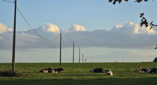 Horses in a field