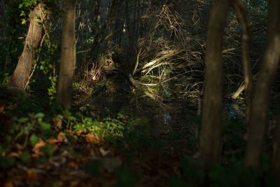 Trees in forest at night