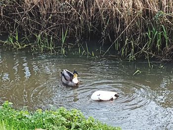 Ducks swimming in lake