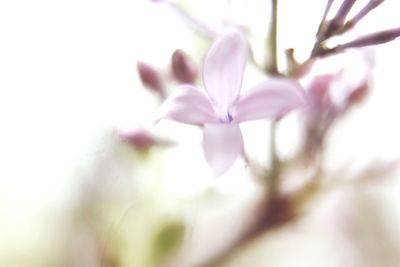 Close-up of pink flowers