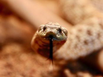 Close-up of lizard on rock