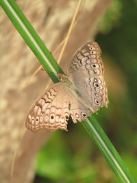 Close-up of butterfly on plant