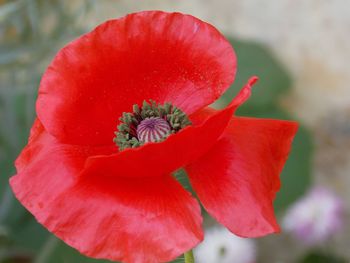 Poppy flower with bright red crinkled petals enjoying the sun