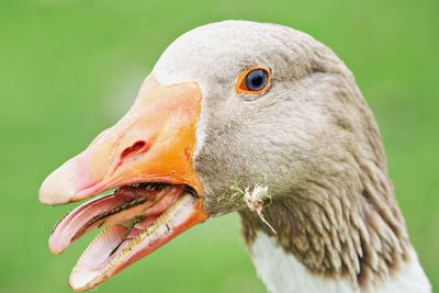 Wild goose close up