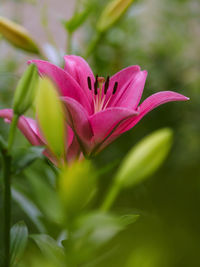 Close-up of pink flowering plant