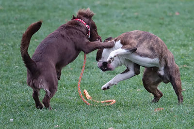 Dogs playing on field