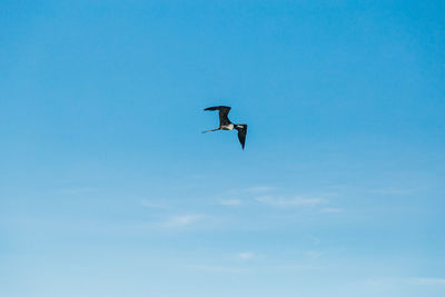 Low angle view of bird flying in sky