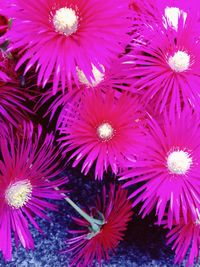 Close-up of pink flower