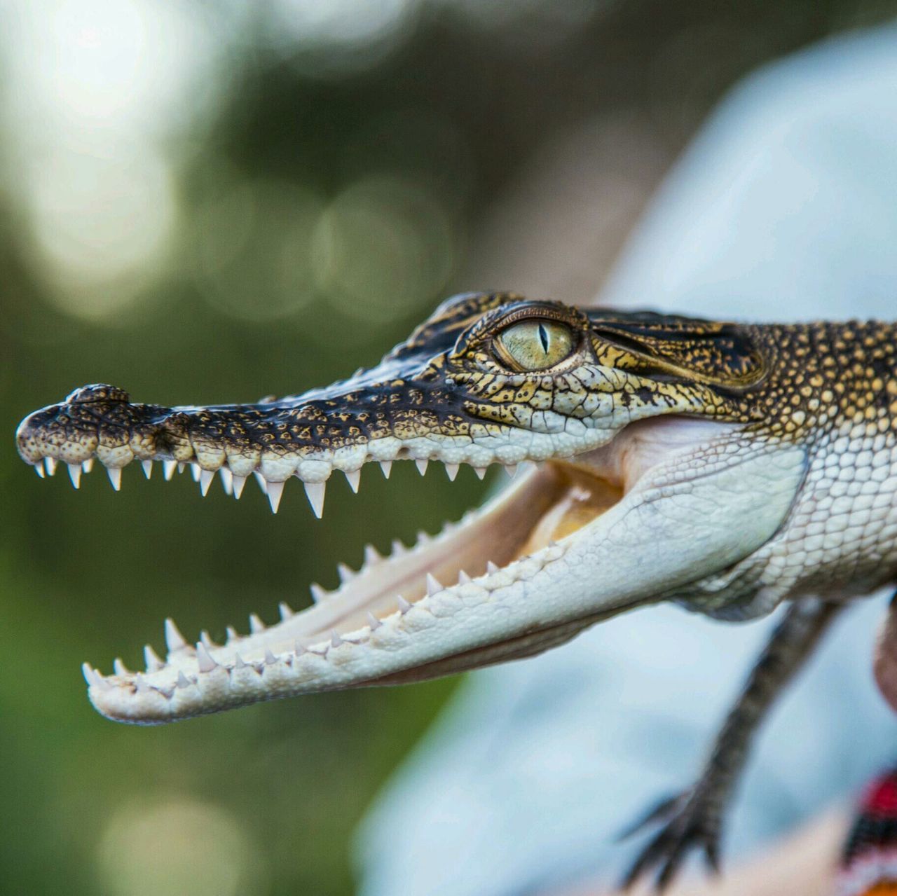 animal themes, animals in the wild, one animal, wildlife, reptile, close-up, focus on foreground, lizard, side view, animal head, nature, animal markings, zoology, natural pattern, beauty in nature, day, animal body part, outdoors, selective focus, no people