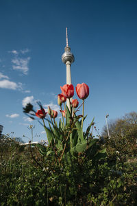 Low angle view of flowering plant against sky