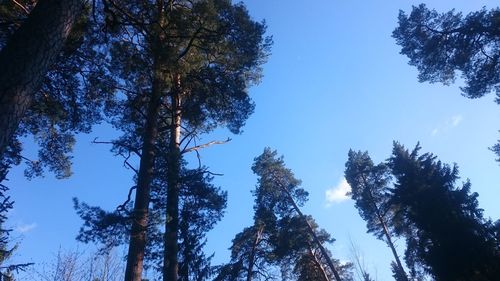 Low angle view of trees in forest against sky