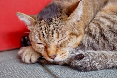 Close-up of a cat sleeping