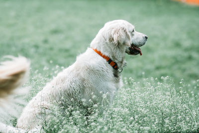 Adult girl golden retriever dog in nature