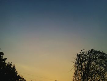 Low angle view of tree against sky