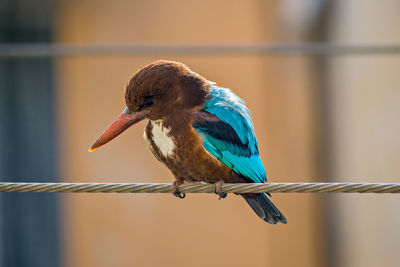 Selective focus, image of brightly colored kingfisher or alcedinidae , sitting on an electric wire.