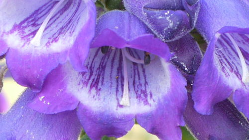 Close-up of purple flowers