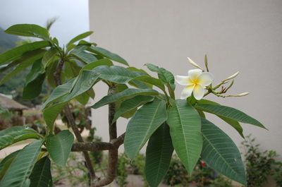 Close-up of white flowers blooming outdoors