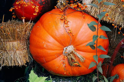 High angle view of pumpkins on field during autumn