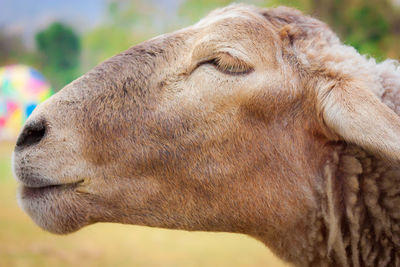 Close-up of a horse on field