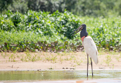 Jabiru stork standing on the shoreline with beak open. 