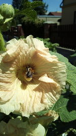 Close-up of white flowering plant