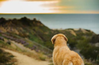 Dog looking away