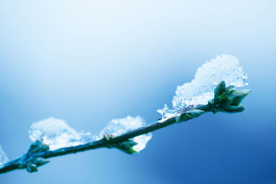 Low angle view of frozen plant against blue sky