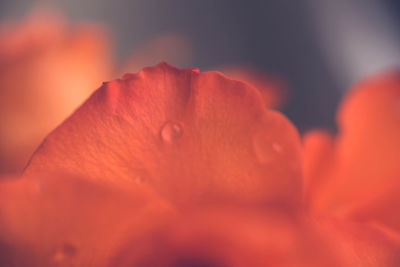 Close-up of orange flower