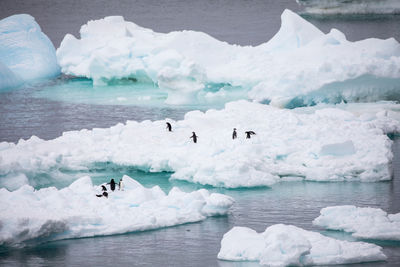 Penguins perching on icebergs