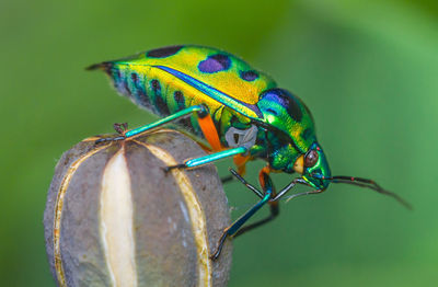 Colorful jewel bug