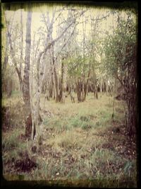 Trees in forest