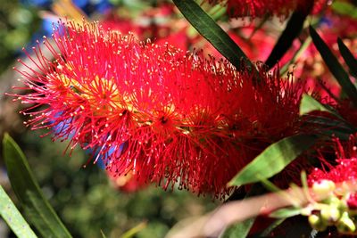 Close-up of red flower blooming outdoors