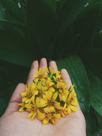 Close-up of hand holding yellow flowers