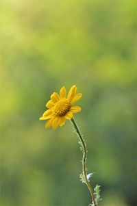 Close-up of yellow flowering plant