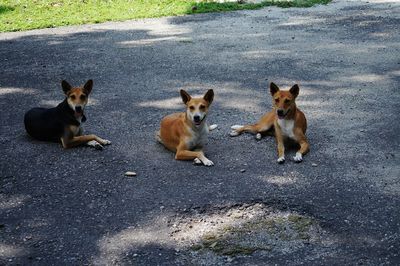 High angle view of dogs on road