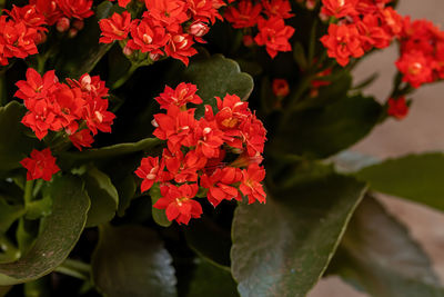 Close-up of red flowering plants in park