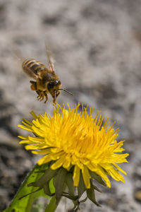 Close-up of bee pollinating flower