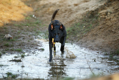 Black dog drinking water