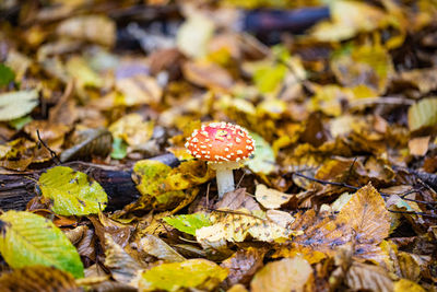 Close-up of mushrooms growing on field