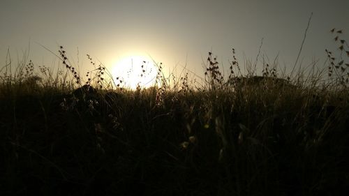 Close-up of plants growing on field against sky during sunset