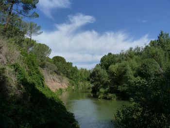 Scenic view of river amidst trees in forest against sky