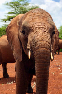 Close-up of young african elephant