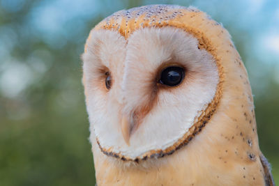 Close-up portrait of a bird