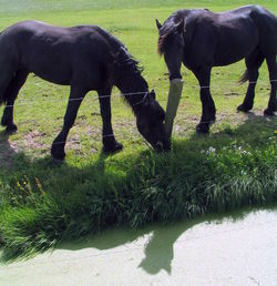 Horses grazing in a meadow