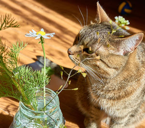 Mackerel tabby cat with a ginger nose sniffing daisy flowers in the sunlight. pets love
