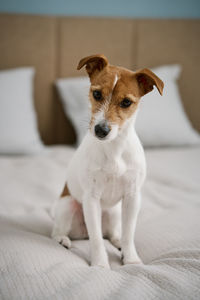 Cute dog sitting on the bed in living room, close up portrait