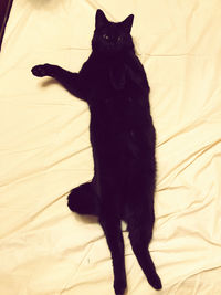 Portrait of black cat on bed at home